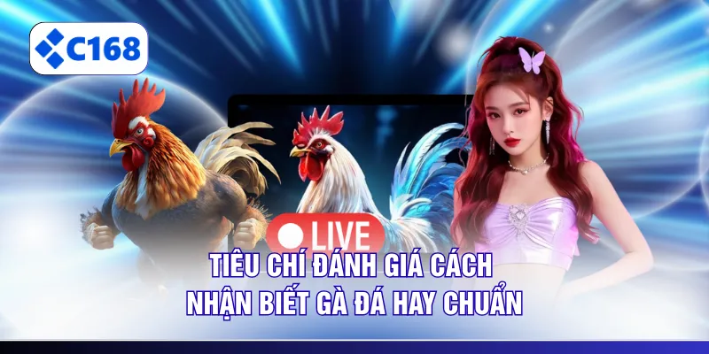 Tiêu chí đánh giá cách nhận biết gà đá hay chuẩn